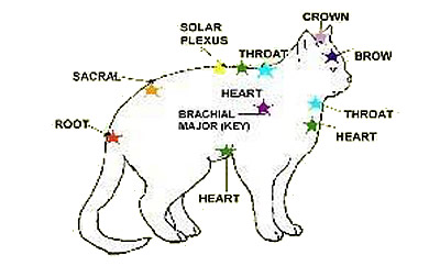 chakras - cat