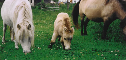 Photo of  Petoot, Mom and Friend